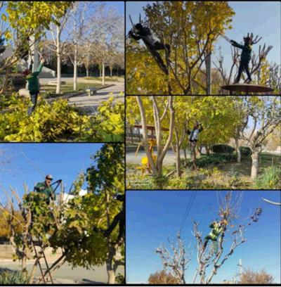 هرس درختان سطح شهر توسط واحد فضای سبز شهرداری رباط كریم در حال انجام است