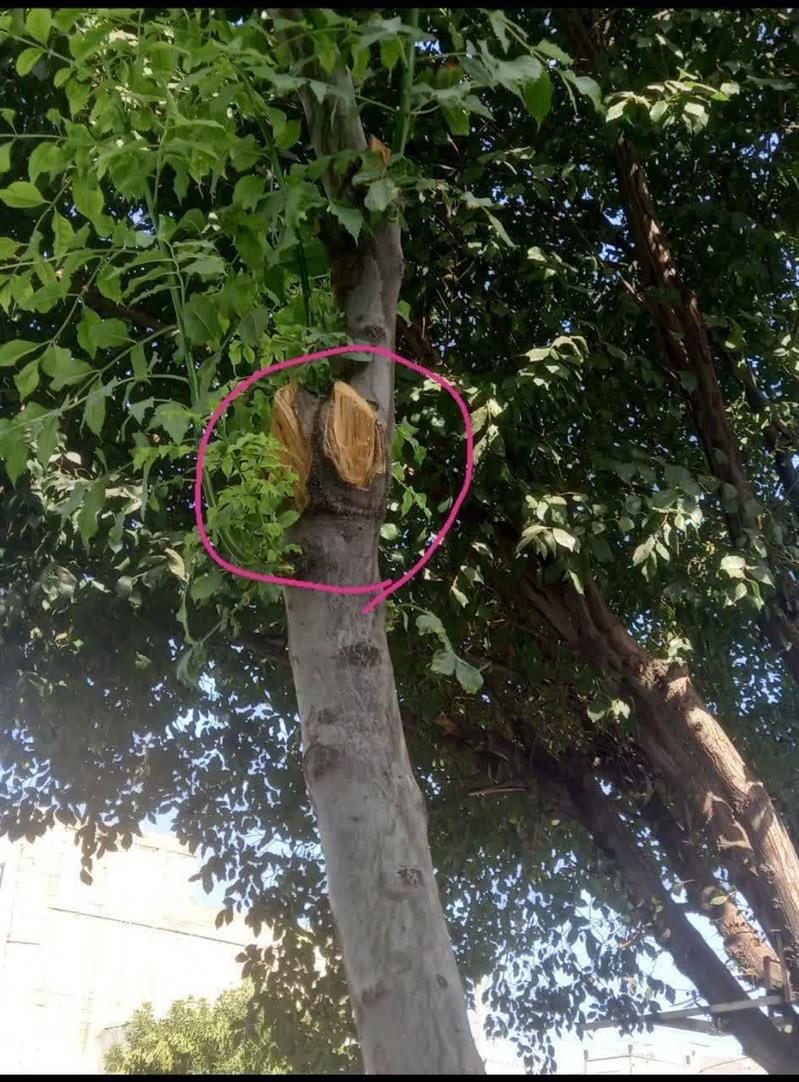 خبر قطع درختان در منطقه داودیه توسط فعالین فضای مجازی درست نیست