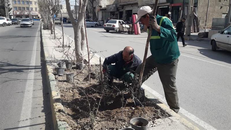 طرح جهادی استقبال از بهار معاونت خدمات شهر در شهرك آلارد و پرندك اجرا شد