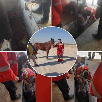 نجات اسب سقوط كرده به داخل چال سرویس با جرثقیل در رباط كریم